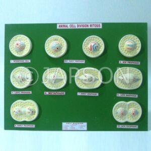 Zoology & Botany Model Set